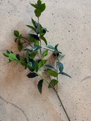 Dark Green Leafy Branch Stem